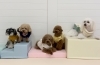 こはくちゃん♡クッキーちゃん♡綺羅くん♡仁姜くん♡理玖くん「ましゅまろ幼稚園🐾」