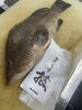 高級魚！釣りオオモンハタ！「豊後水道　釣りオオモンハタ入荷！」