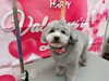 トリミングで愛犬をもっと輝く「おめめ発掘作業【どっぐさろんあきゅ　京都市南区上鳥羽　小型犬専門　トリミング　ペットサロン】」