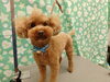 綺麗になったね！愛犬のお洒落サロン「拭き終わり狙ってる【どっぐさろんあきゅ　京都市南区上鳥羽　小型犬専門　トリミング　ペットサロン】」