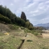 伐採されたカボスの木120本以上を片付けてきました