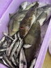 毎朝 冖仕入れる新鮮な魚介「日本海の釣り鰤入荷」