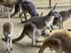 「アカカンガルー🦘の赤ちゃんが顔を出しました！」