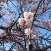 2月なのにもう桜⁉ 地蔵の辻で一足早く春発見😲🌸