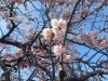 「2月なのにもう桜⁉ 地蔵の辻で一足早く春発見😲🌸」
