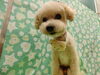 愛犬との絆を深めるお手伝いをします「お顔洗ってふやかして【どっぐさろんあきゅ　京都市南区上鳥羽　小型犬専門　トリミング　ペットサロン】」