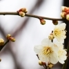 周年を伝える、梅の花。のはずが