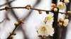 「周年を伝える、梅の花。のはずが」
