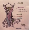 「首・肩まわりの深いコリに関わる筋肉のお話」