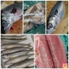 「【魚も酒も自ら厳選する瑞江の小料理屋】」