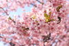 旧中川河川敷の河津桜「2026年春🌸 江戸川区のお花見スポットはこちら（河津桜・ソメイヨシノ）」