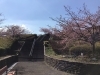 「魚魚の宿上の公園　河津桜の開花情報（2月18日）」