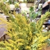 ミモザの生花が入荷しました！