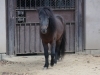 「野間馬🐴（ノマウマ）が愛媛県指定天然記念物に指定されました。」