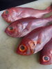 天然の旬魚で極上の味わいを「千葉は勝浦　釣り金目鯛！」