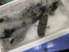 築地直送！素材にとことんこだわった魚「大原漁港直送 天然トラフグ、本日も活魚で入荷しました」