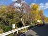 街路樹の剪定で安全な地域を保ちます「道路沿いの桜の木を安全に伐採・剪定しました🌸」