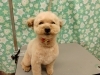 愛犬ともっとハッピーな毎日を「よく見えるようになったら【どっぐさろんあきゅ　京都市南区上鳥羽　小型犬専門　トリミング　ペットサロン】」