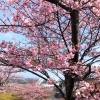 「魚魚の宿上の公園　河津桜の開花情報（2月20日）」