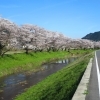 お花見シーズン到来！花粉・黄砂に負けない愛車ケアで春のドライブを楽しもう🌸