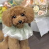 3ヶ月頃のりむちゃん。今では楽しくきてくれます😊「パピーのトリミングデビューは「できることから少しずつ」はじめましょう」