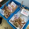 「間人のカニも入ってきました」