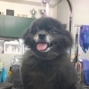 黒ポメのクロミちゃん♬ふわもこ節分フォトでニコニコU≧▽≦U