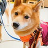 うめちゃん「今日のお友達」
