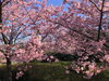 「魚魚の宿上の公園　河津桜の開花情報（2月21日）」