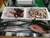 令和8年2月22日 店内「📣本日のお魚情報🐟」