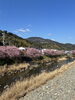 一足早い桜と清流の景色「河津桜まつり🌸に行ってきました🚌」