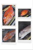 佐島の高級魚「アコウダイ、特大ホウボウ、エビスダイ、白甘鯛」