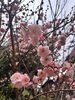 路地裏長屋前に咲く梅の花が見頃「2月23日（月・祝）より通常営業再開します」
