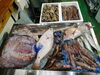 令和8年2月23日店内「📣本日のお魚情報🐟」