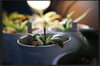 日々の癒やし植物との出会い「徳島駅から徒歩10分 プロカメラマンが見つめた、はっぱ堂の小さな世界」