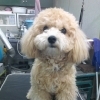 ミックス犬翔平くん♬ふわふわ節分フォトでご機嫌トリミングU≧▽≦U