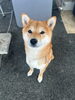 柴（赤）「ある日のモンモンイ🐶」