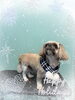 「Dog salon mofu mofu　余市町」