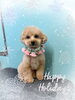 「Dog salon mofu mofu　余市町」