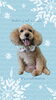 「Dog salon mofu mofu　余市町」