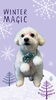 「Dog salon mofu mofu　余市町」