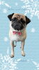 「Dog salon mofu mofu　余市町」