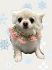 「Dog salon mofu mofu　余市町」