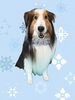 「Dog salon mofu mofu　余市町」