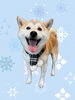 「Dog salon mofu mofu　余市町」