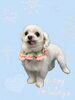 「Dog salon mofu mofu　余市町」