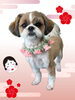 「Dog salon mofu mofu　余市町」