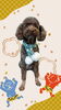 「Dog salon mofu mofu　余市町」