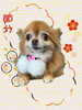 「Dog salon mofu mofu　余市町」