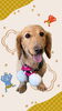 「Dog salon mofu mofu　余市町」